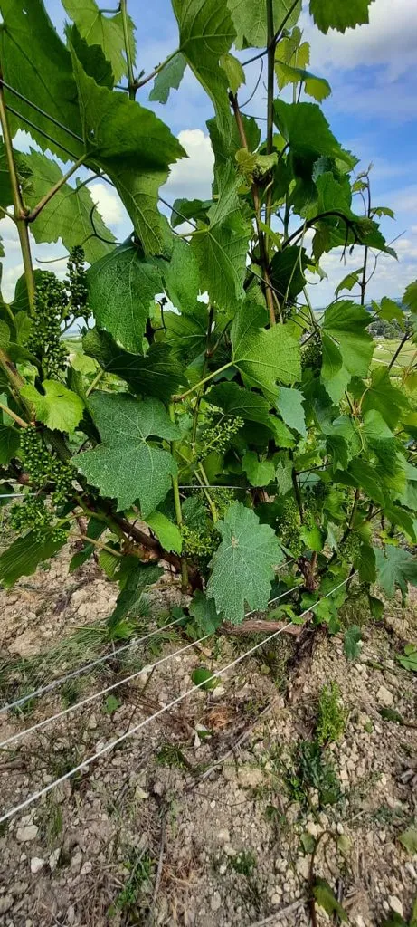 Jeunes grappes en fleur au-dessus d'un sol calcaire