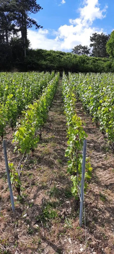 Rangs de vignes au printemps sur les coteaux d'Hermonville