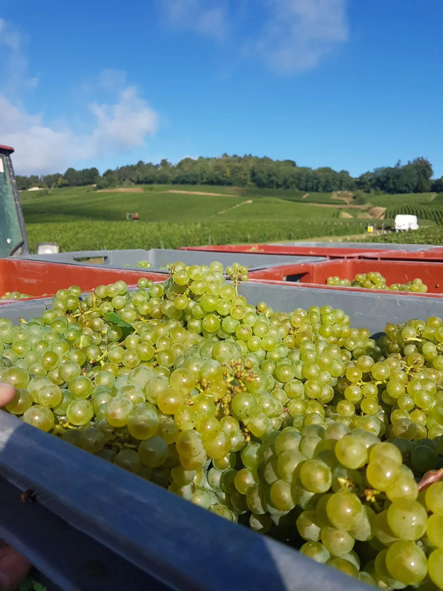 Caisses de Chardonnay fraîchement vendangé