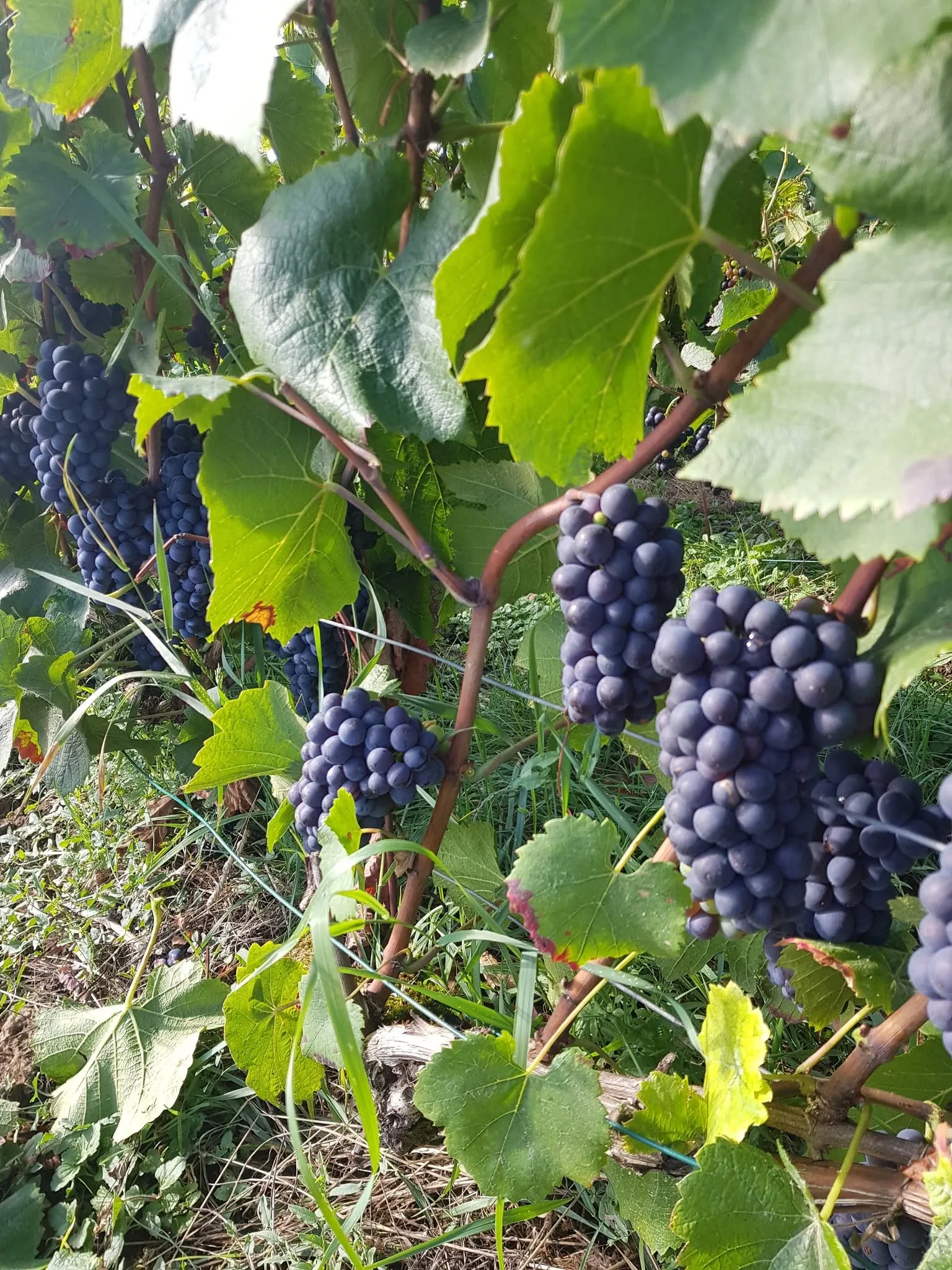 Grappes de raisin noir mûr dans le vignoble Caillet Frères