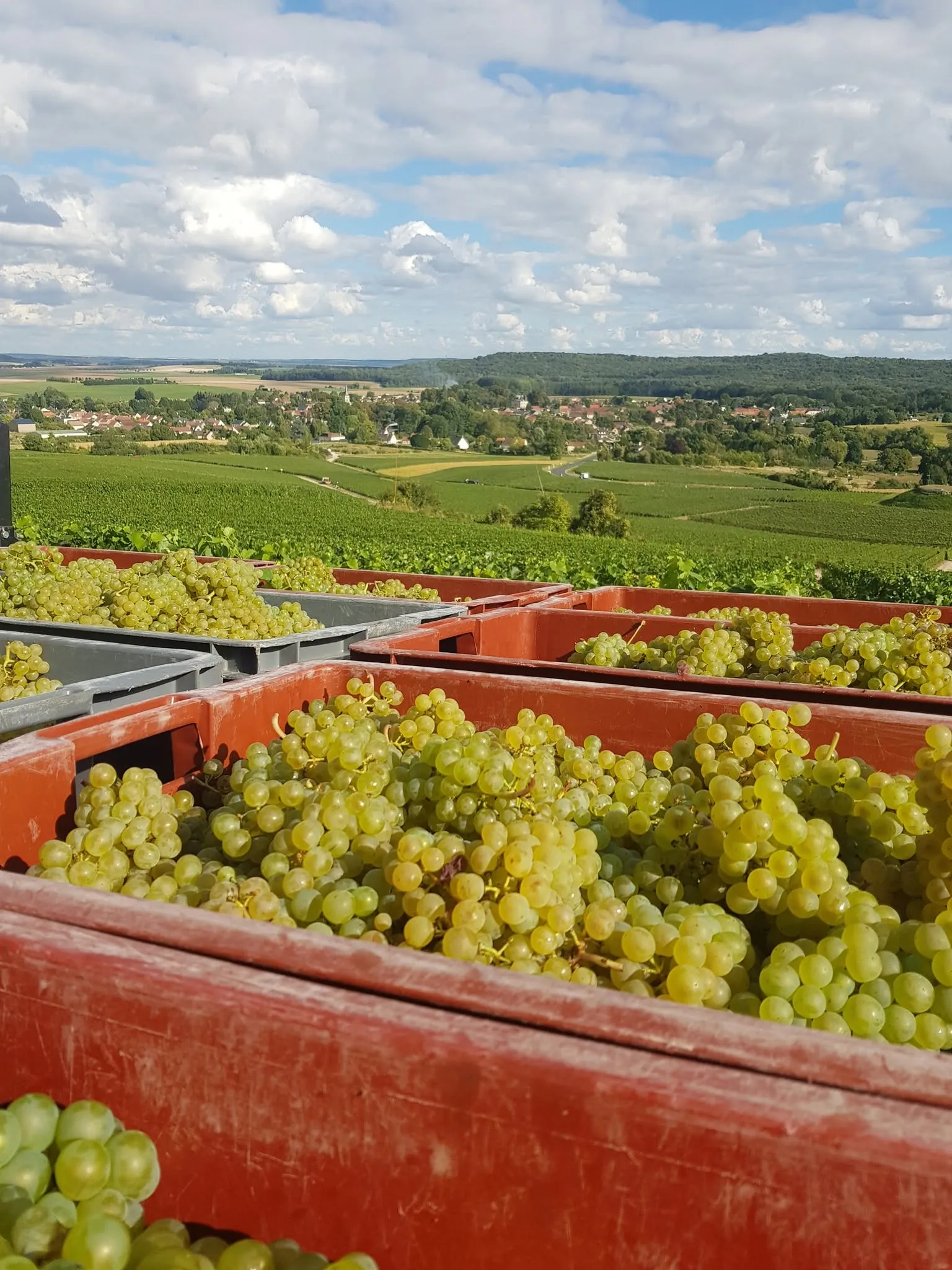 Vendanges de Chardonnay avec vue sur le village