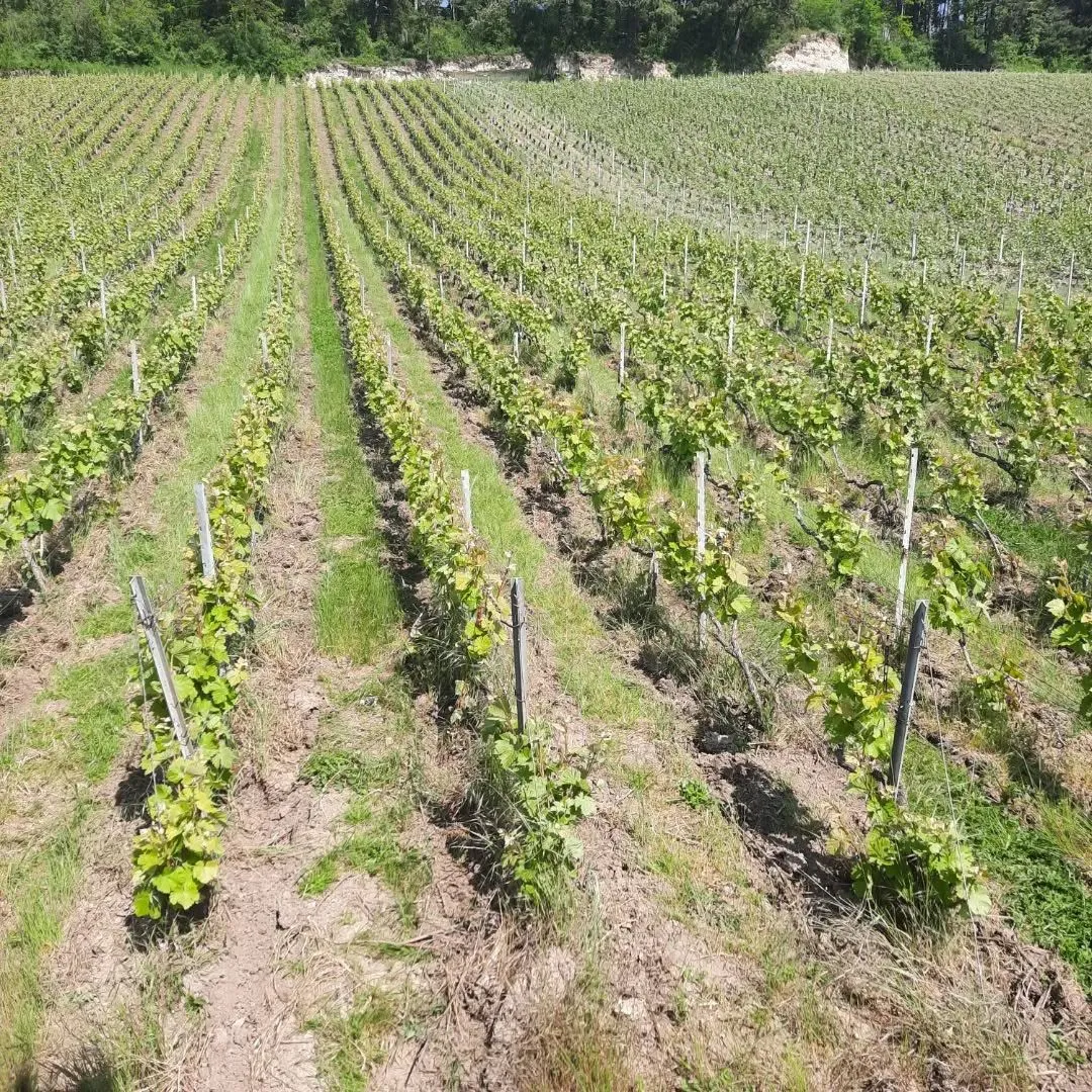 Rangs de vignes enherbés au printemps