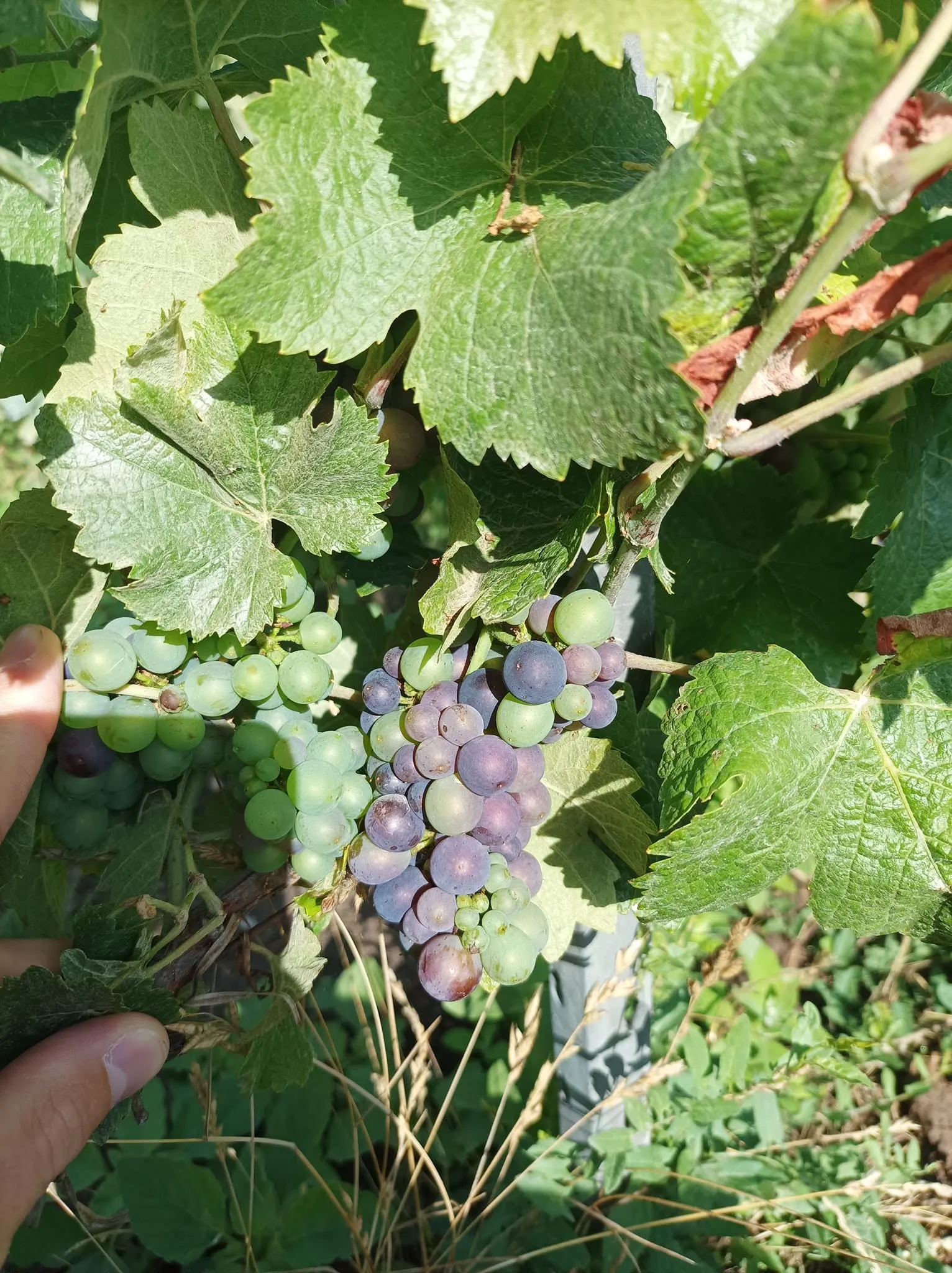 Grappes en véraison dans le vignoble