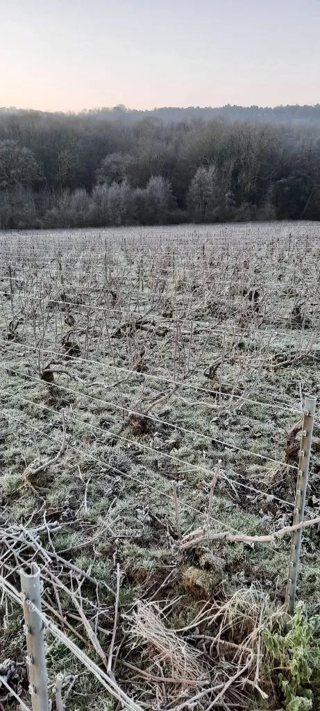Vignes sous le givre en hiver à Hermonville