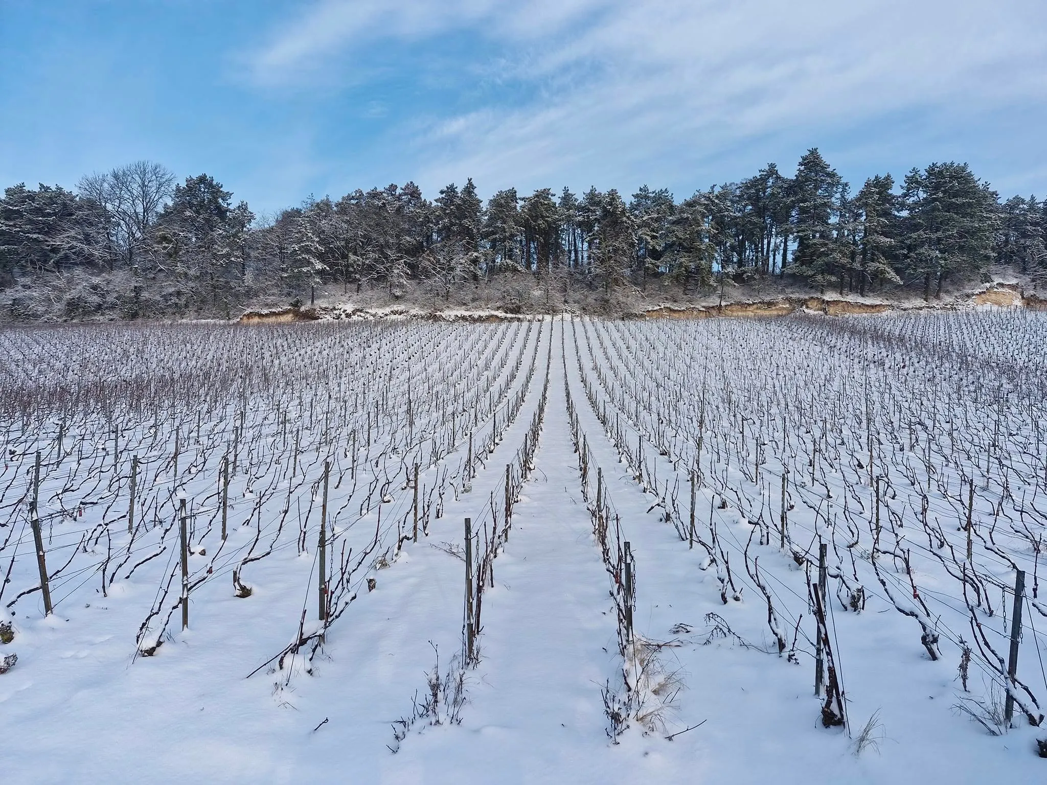 Vignoble enneigé en hiver