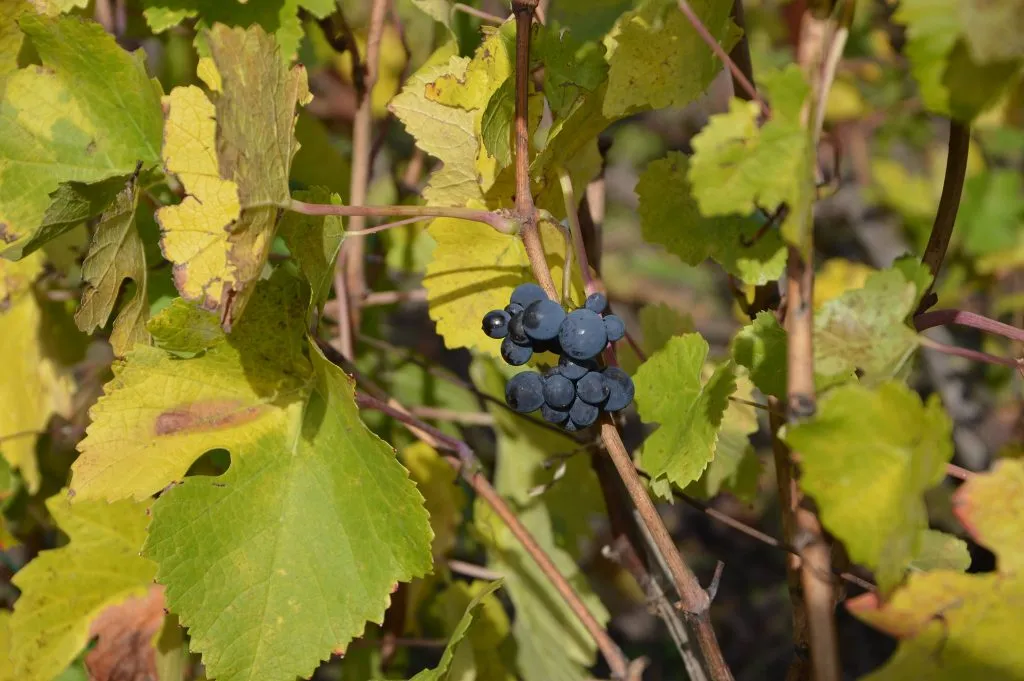 Grappe de raisin noir parmi les feuilles d'automne